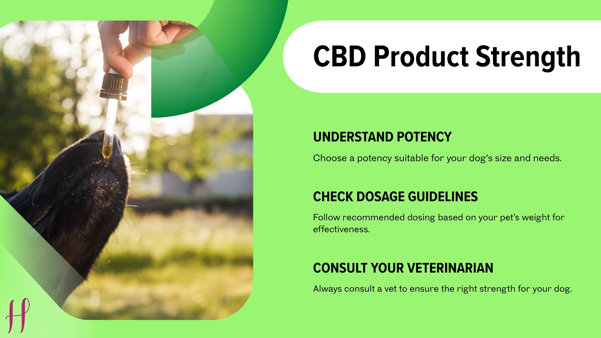 CBD oil for pets